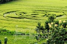 Crop Circle, Kerugian Panen Akan Diganti - JPNN.com