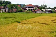 Lagi, Crop Circle di Bantul Buatan Manusia - JPNN.com