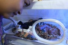 Bayi Lahir di Merpati Meninggal Dunia - JPNN.com