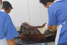 166 Orangutan Tersingkir dari Lahan Sawit - JPNN.com