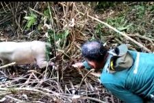 BKSDA Sultra Selamatkan Babi Rusa yang Terkena Jerat di Hutan Konawe - JPNN.com Sultra