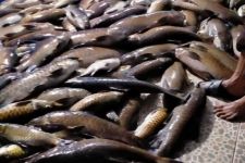 Fakta Kematian Tiga Ton Ikan di Lubuk Landur - JPNN.com Sumbar