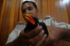 BKSDA Sumbar Selamatkan Tiga Ekor Burung Beo Langka dari Perdagangan Ilegal - JPNN.com Sumbar