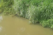 Seekor Buaya Terlihat Muncul di Aliran Sungai Sapih - JPNN.com Sumbar