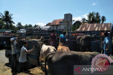 Dua Pasar Ternak di Padang Pariaman Ditutup - JPNN.com Sumbar