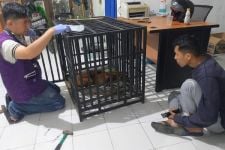 Jarang Ditemukan, Seekor Kucing Emas Dievakuasi dari Pertashop Salimpauang - JPNN.com Sumbar