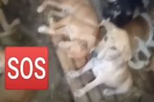 Lurah Parupuak Tabing Mengakui Ada Penjualan Daging Anjing dan Tuak di Belakang Asrama Haji Padang - JPNN.com Sumbar