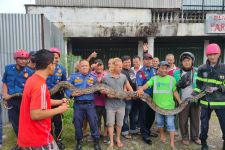 Seekor Ular Piton Sepanjang Lima Meter Ditangkap di Loteng Ruko Kota Padang - JPNN.com Sumbar