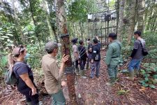 BKSDA Melepaskan Tiga Ekor Siamang di Hutan CHV PT Kencana Sawit Indonesia - JPNN.com Sumbar