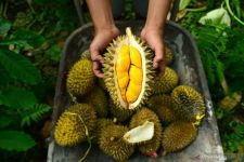 Durian Langka Ditemukan di Agam, Rasanya Enak dan Tidak Beraroma - JPNN.com Sumbar