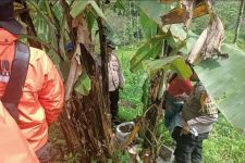 Dua Petani Palembayan Ditangkap karena Menanam Ganja di Kebun Pisang - JPNN.com Sumbar