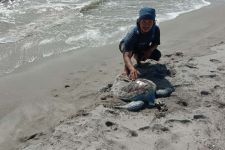 Bangkai Penyu 40 Kg Ditemukan Mengambang di Perairan Tapteng, Diduga Dibunuh - JPNN.com Sumut