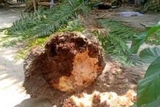 Tragis, Dua Warga di Sumut Tertimpa Pohon Sawit, Satu Tewas - JPNN.com Sumut