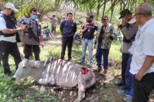 Harimau Sumatera Masih Berkeliaran, BBKSDA Imbau Warga Jangan Jalan Sendirian - JPNN.com Sumut