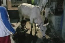 Lembu Milik Pria Ini Hilang, Penadahnya Ditangkap, Pelaku Masih Diburu - JPNN.com Sumut