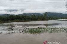 Puluhan Hektare Sawah di Tapanuli Selatan Terancam Gagal Panen Akibat Diterjang Banjir - JPNN.com Sumut