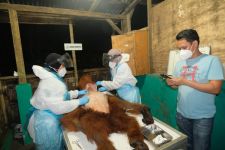 Orangutan Sumatera yang Ditangkap Warga saat Masuk Perladangan di Kabupaten Karo Mati - JPNN.com Sumut