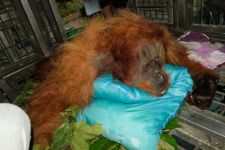 Orangutan Sumatera dari Kabupaten Karo Mati, Tulang Punggung Retak, BKSDA Sumut Lakukan Investigasi - JPNN.com Sumut