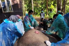 Gajah Berusia 43 Tahun di Sumut Mati karena Malnutrisi, Diduga Alami Infeksi Mulut - JPNN.com Sumut