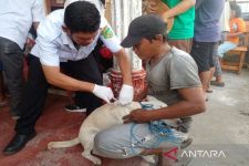 Pemkot Medan Gencar Vaksinasi Rabies di Wilayah dengan Populasi HPR Terbanyak di Kota Medan - JPNN.com Sumut