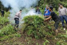 Polisi Temukan 15 Ribu Batang Ganja di Madina, Pemilik Diringkus, Barang Bukti Dimusnahkan - JPNN.com Sumut