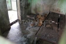 Satu Lagi Harimau Mati di Medan Zoo, Pemkot Medan Dikritik: Penyelamatan Satwa Jangan Tunggu Investor - JPNN.com Sumut