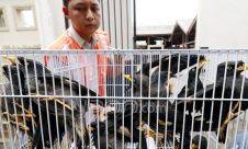 BBKP Surabaya Gagalkan Penyelundupan Jalak Kerbau dan Cucak Keling