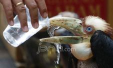 Polres Pelabuhan Tanjung Perak Amankan Tujuh Anakan Burung Rangkong