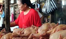 Hingga Kini, Harga Daging Ayam di Pasaran Masih Tinggi
