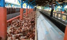 Balai Karantina Pertanian Kelas I Mataram Amankan Ribuan Ayam Ilegal