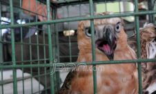BKSDA II Bogor Selamatkan Dua Ekor Elang Jawa dari Tangan Warga