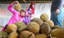Wahh, Desa Ngoproh Magelang Memiliki Durian Varietas Unggul
