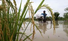 Terendam, Puluhan Hektar Sawah di Mojokerto Gagal Panen