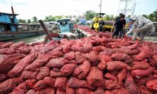 72,2 Ton Bawang Merah Asal India Dimusnahkan