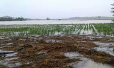 Sawah Terendam Banjir, Petani Pandeglang Gagal Panen