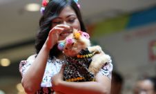 Pecinta Kucing Unjuk Gigi Pada Colorful Cat Party