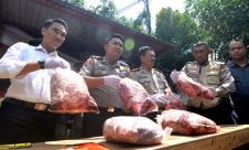 Kepolisian KSKP Panjang Amankan 3 Ton Daging Celeng