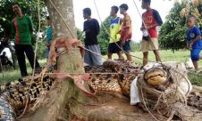 Coba Terkam Warga, Buaya Besar Berhasil Ditangkap