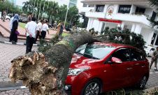 Pohon Tumbang, Dua Mobil Ringsek Seketika