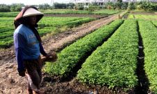 Warga Manfaatkan Lahan Garapan Untuk Bertani Sayuran