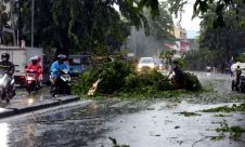 Pohon Tumbang Akibat Hujan dan Angin Kencang
