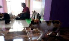 Rumah Kucing Disabilitas