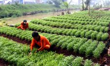 Tanam Sayur di Lahan Kosong