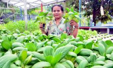 Manfaatkan Halaman Rumah Untuk Bercocok Tanam Hidroponik