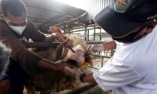 Pencegahan Penyebaran Penyakit Mulut dan Kuku Sapi