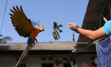 Pelatihan Burung Paruh Bengkok