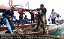 Nelayan Panen Kerang Hijau