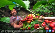 Biji Kopi Robusta Semakin Go International