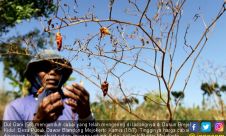 Harga Cabai Tinggi, Petani Justru Merasa Rugi