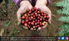 Petani Keluhkan Turunnya Harga Biji Kopi